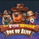 The Dog House – Dog or Alive Anmeldelse – Gratis Demo